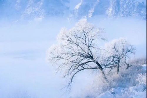 千年舟澳松板，讓家居環境舒適又安心的「網紅」單品