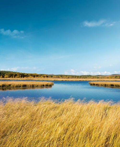 麗博蘆葦板，板材界的&ldquo;天花板&rdquo;！