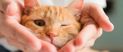 當代年輕人熱衷&ldquo;家人式&rdquo;養寵，好空氣成裝修必備