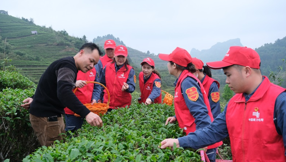 靖西供電公司：南網(wǎng)志愿者學(xué)雷鋒  采茶檢電助農(nóng)忙