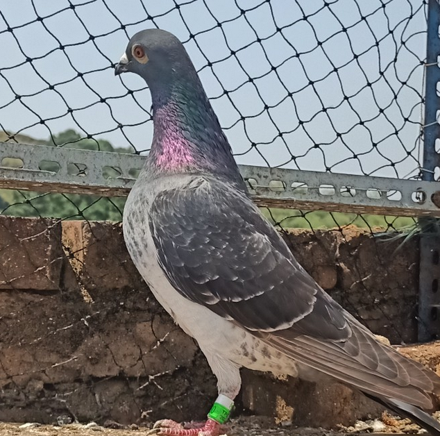 各地賽鴿公棚那么多，鴿友應該如何選？