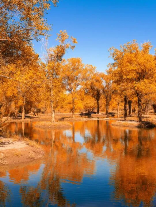 「2025秋季花色新寵」千年舟把秋日森林的溫暖搬進(jìn)家！